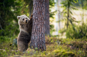 Brown bear cub stands on its hind legs.  Scientific name: Ursus arctos. In the summer forest.