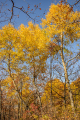 the mountain autumn landscape with colorful forest