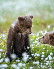 Fototapeta premium Brown bear cubs playing in the forest. Sceintific name: Ursus arctos.