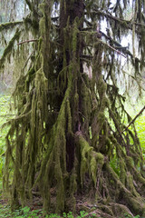 hoh rain forest