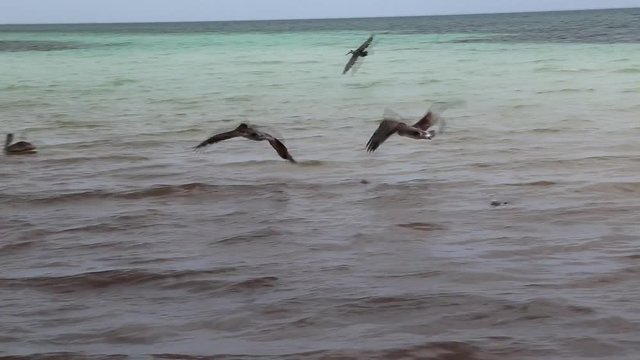 Two Pelicans hunting in florida for food. Recorded with a canon 6d in 2016.