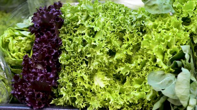 Different kinds of fresh lettuces on display for sale at free fair. Panoramic plan. Shift