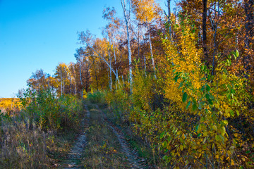 Fototapeta premium the mountain autumn landscape with colorful forest