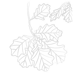 Vector Contour Illustration of Oak Leaves for Coloring Book
