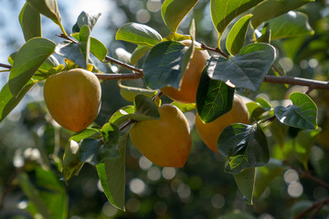 Persimmon in fiels