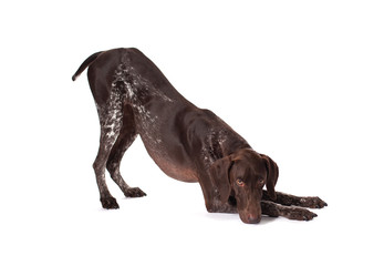 sideways bowing dog on white