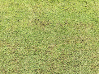 green grass and dry grass.