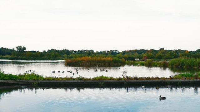 A group of birds moving and chillin in a little lake.