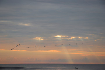 Surfer and pelicans flying over with clouds and sun rays