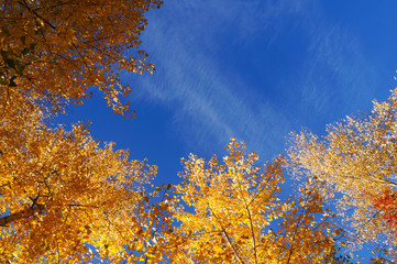 Naklejka na ściany i meble Autumn landscape. Autumn tree leaves sky background.