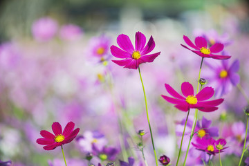 Cosmos flowers on spring background