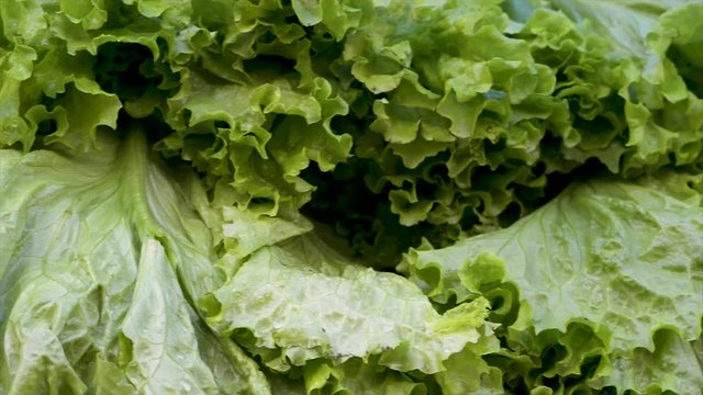 Fresh lettuces on display for sale at grocery store. Panoramic plan. Shift