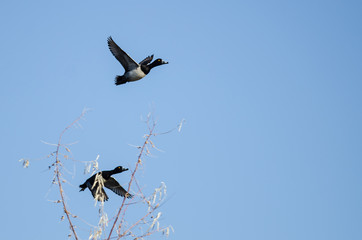 Two Ring-Necked Ducks Flying in a Blue Sky