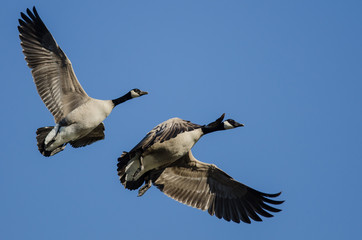 Pair of Canada Geese Flying in a Blue Sky