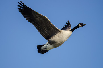 Canada Goose Flying in a Blue Sky