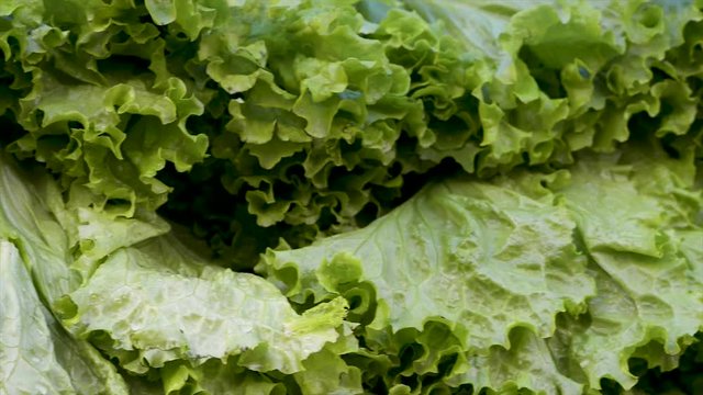 Fresh lettuces on display for sale at free fair. Panoramic plan. Shift