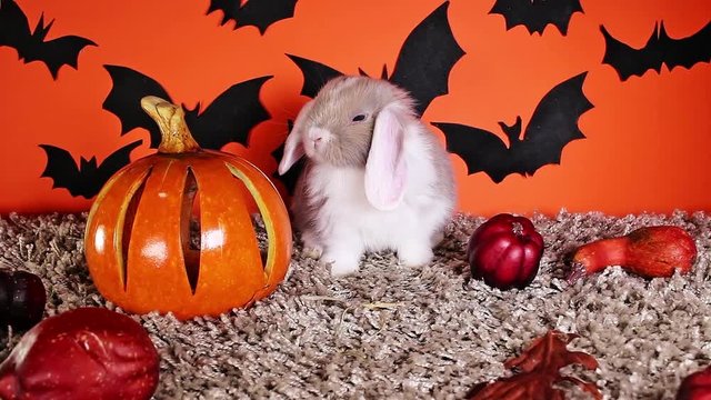 Halloween animals. Rabbit bunny DIY bat background.