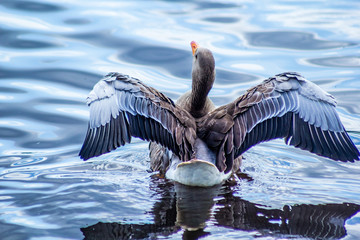 The greater white-fronted goose (Anser albifrons)  © JulietPhotography
