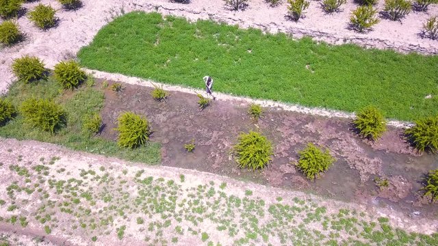He is watering his barberries farm.