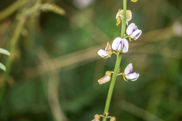 Green grass in nature,Selection focus only on some points in the image.