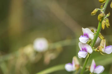 Green grass in nature,Selection focus only on some points in the image.