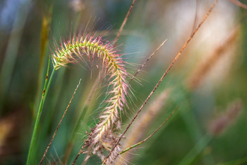 Green grass in nature,Selection focus only on some points in the image.