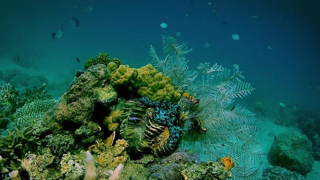Giant clam, corals and fishes underwater tropics.