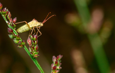 Insects on grass green in nature.