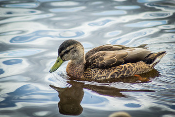 Mallard female duck on the canal, close up shot