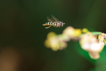 Bee on green tree Living in the nature of insects.