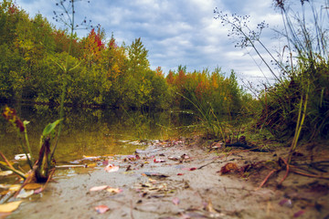 Dew on the grass on the lake and forest
