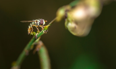 Bee on green tree Living in the nature of insects.