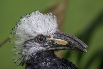 White-crested hornbill portrait