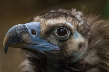 Vulture Face close-up