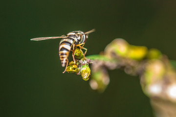Bee on green tree Living in the nature of insects.