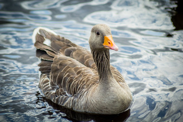 Canada goose on canal water, close up shot