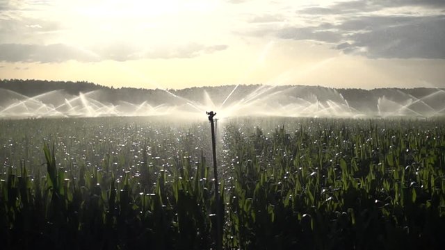 Water sprinklers at sunset irrigating a corn farma