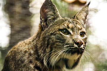 Gato Monres