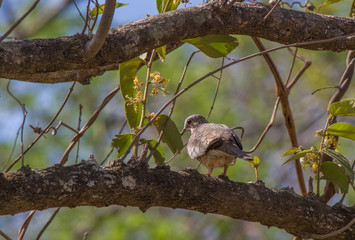 Mourning dove perches on a branch in the jungle of Costa Rica