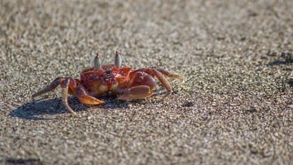 Red crab sits on a sandy beach in Costa Rica