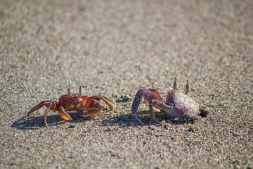 Two crabs fight for position on a sandy costa rica beach