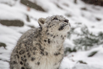 Snow leopard cub sitting and looking up into the snowy sky