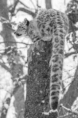 Snow leopard sitting up on a stump, vertical photo