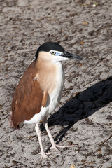 Albany Australia, Nankeen night heron walking on beach