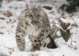 Snow leopard cub 