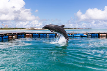 Dolphin jump out of water