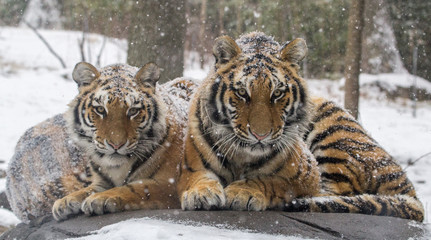Snow falling on tigers that are cuddling on a rock
