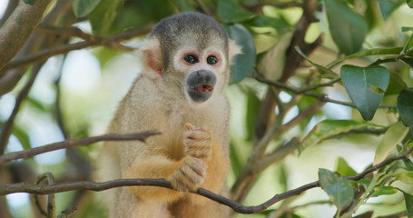 Squirrel Monkey in zoo park