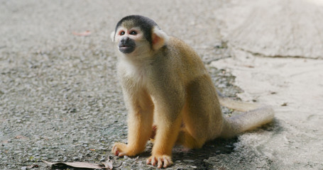 Squirrel Monkey in park