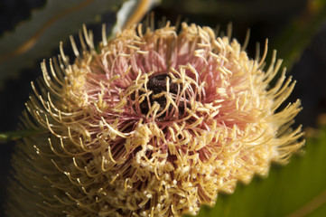 Albany Australia, close-up of Banksia petiolaris flower